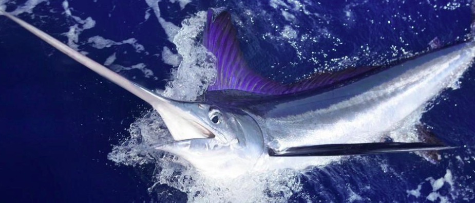 Blue Marlin