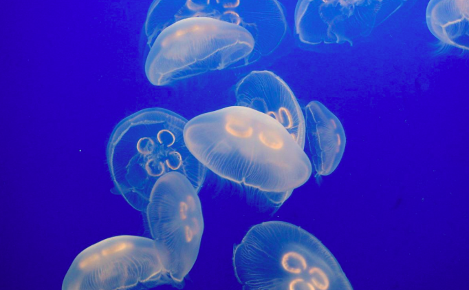 Moon Jelly
