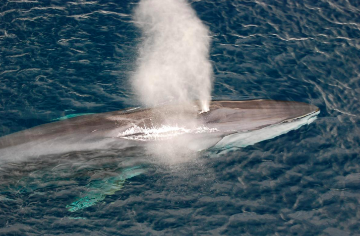Fin Whale