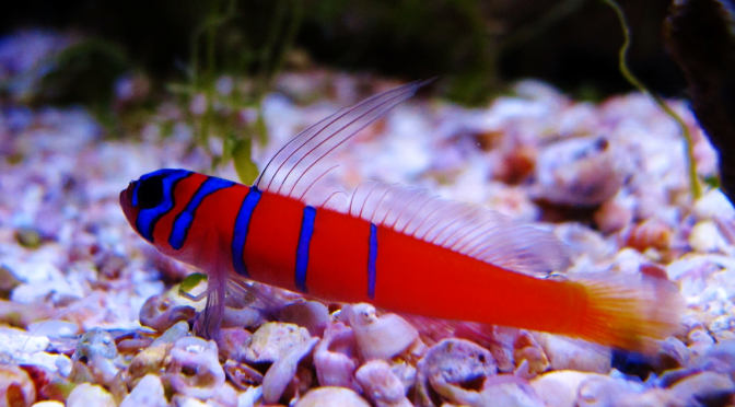 Bluebanded Goby
