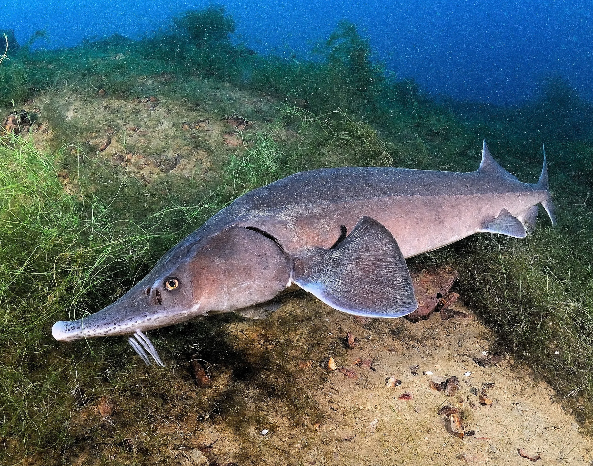Beluga Sturgeon
