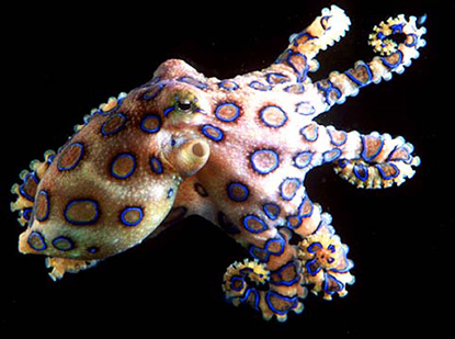 Southern Blue-Ringed Octopus