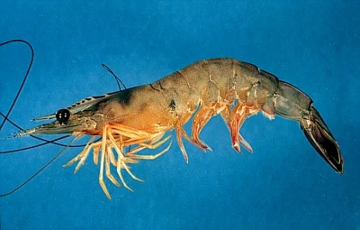 White Shrimp