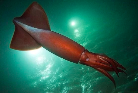 Humboldt Squid