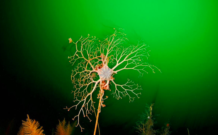 Chilean Basket Star
