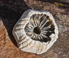 Barnacle