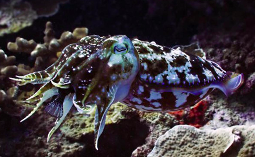 Broadclub Cuttlefish