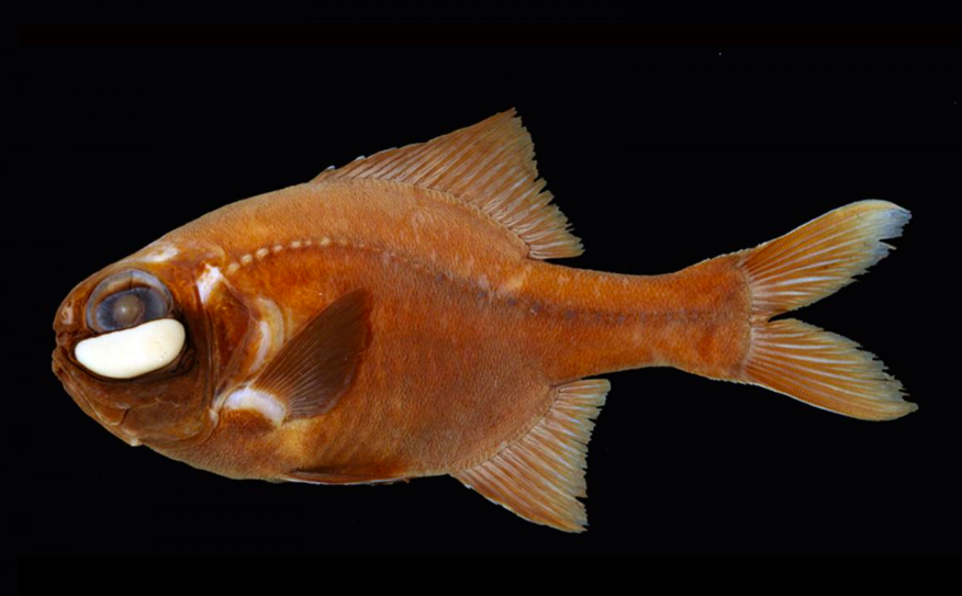 Flashlight Fish