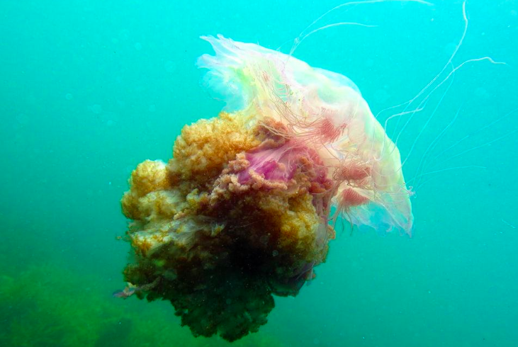 Lions Mane Jellyfish