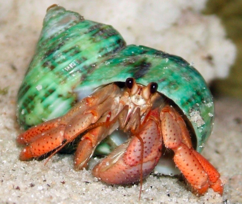 Hermit Crab
