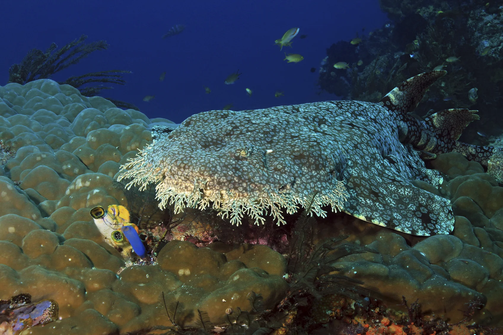 Wobbegong Shark