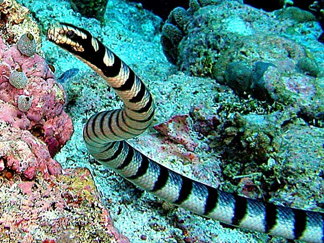 Yellow-Lipped Sea Krait