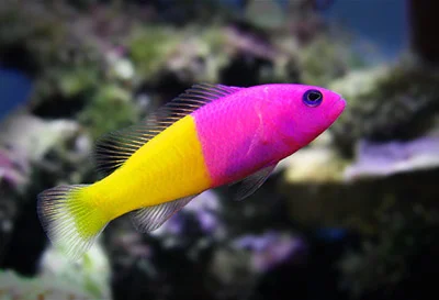 Dottyback