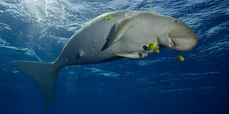 Dugong (Sea Cow)