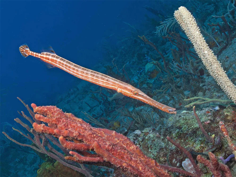 Atlantic Trumpetfish