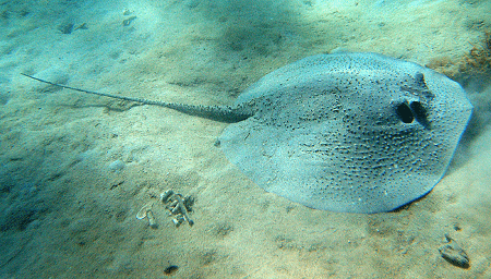 Porcupine Ray