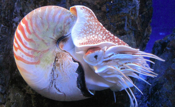 Chambered Nautilus