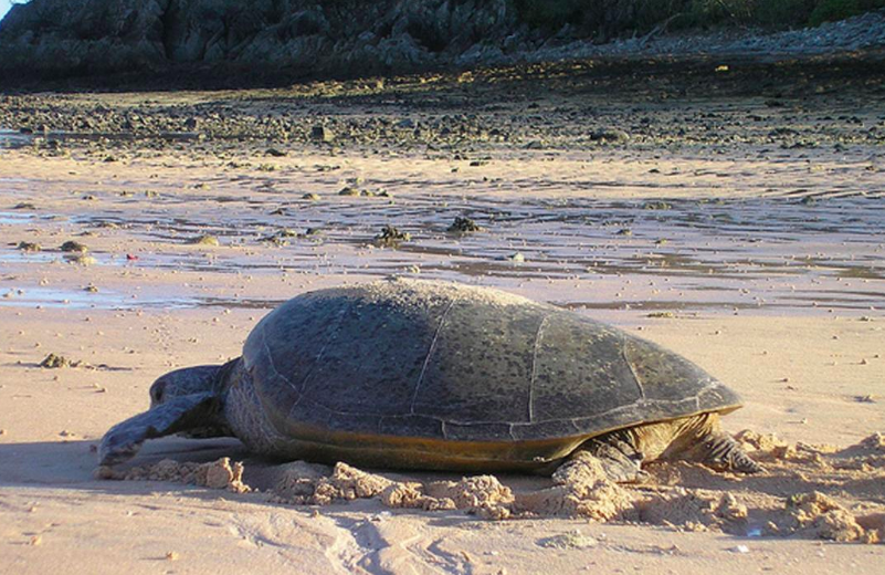 Flatback Turtle