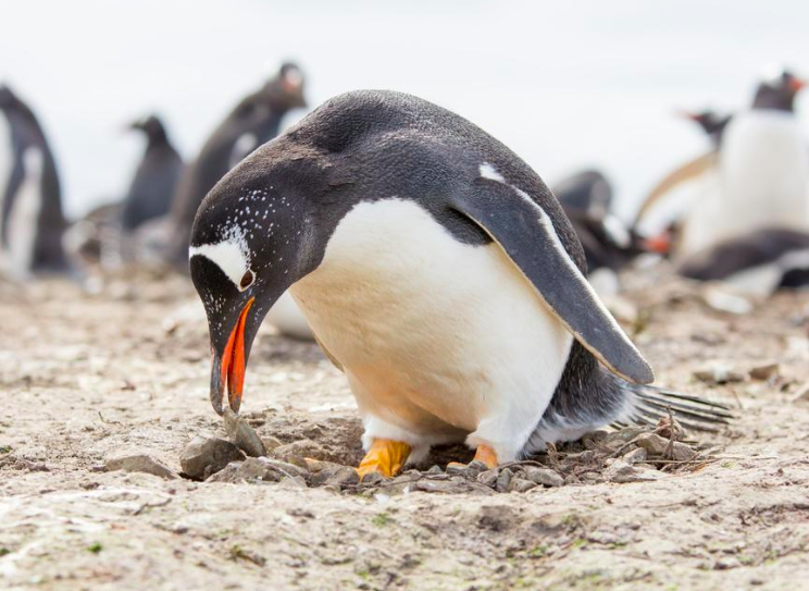 Gentoo Penguin