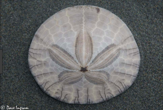 Sand Dollar