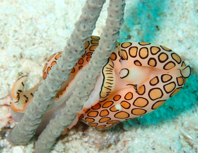 Flamingo Tongue
