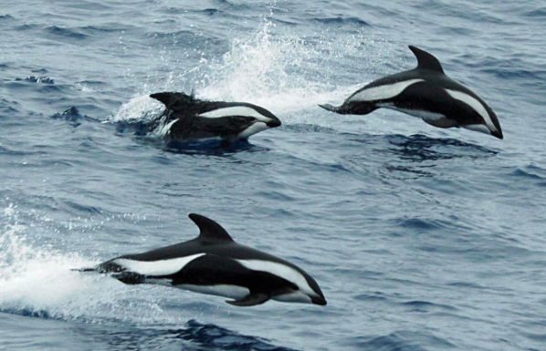 Hourglass Dolphin