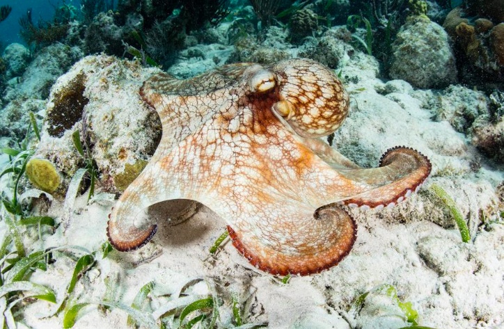 Caribbean Reef Octopus