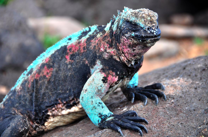 Marine Iguana
