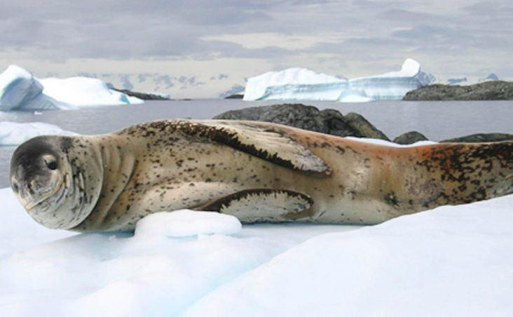 Leopard Seal