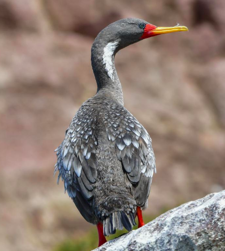 Red-legged Cormorant