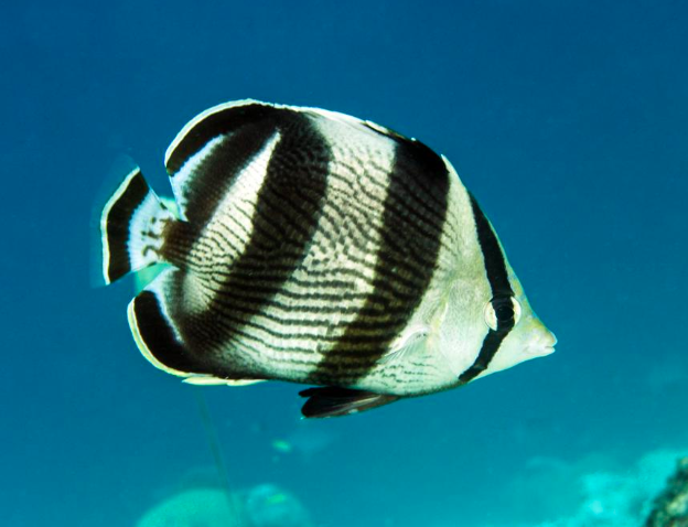 Banded Butterfly Fish