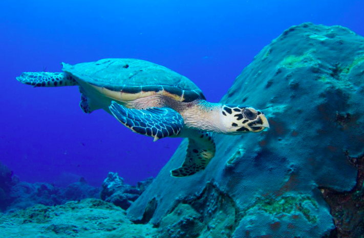 Hawksbill Turtle