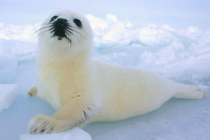 Harp Seal