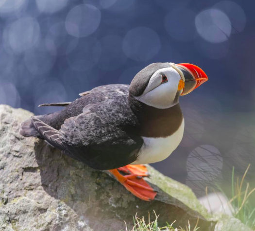 Atlantic Puffin