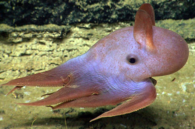 Dumbo Octopus