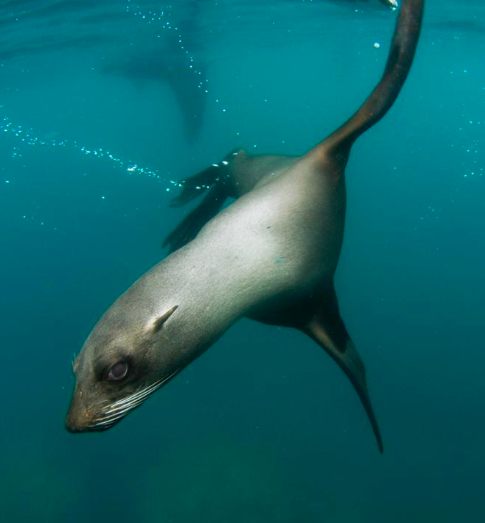 Juan Fernandez Fur Seal
