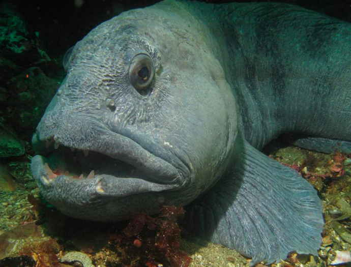 Atlantic Wolffish