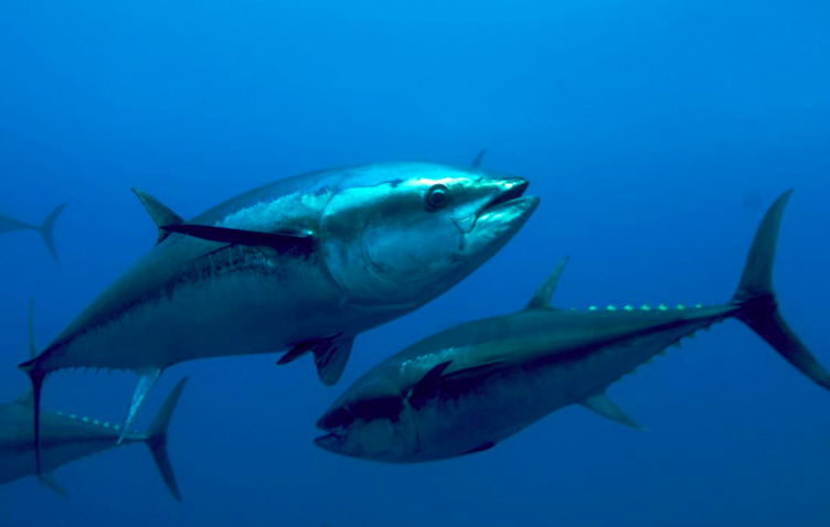 Atlantic Bluefin Tuna