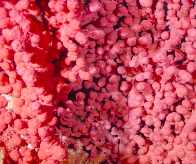 Bubblegum Coral