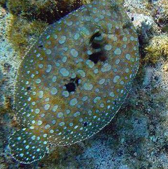 Flounder