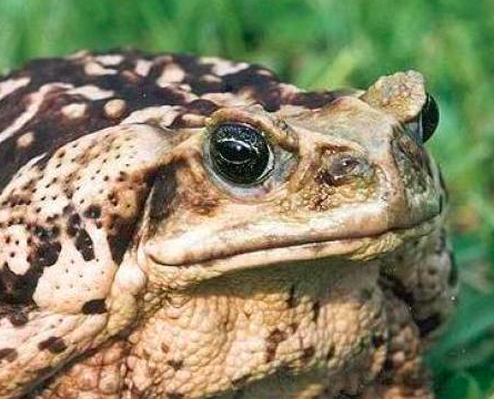 Marine Toad