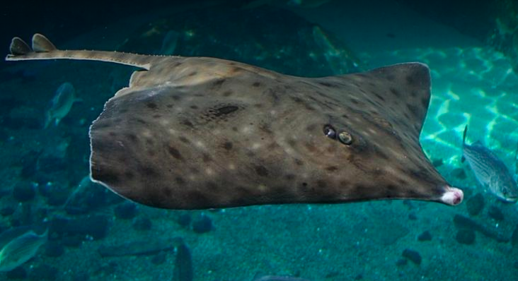 Barndoor Skate