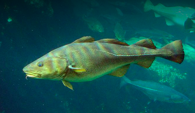 Atlantic Cod