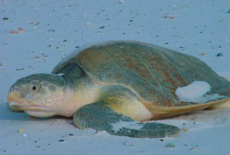 Kemp's Ridley Turtle
