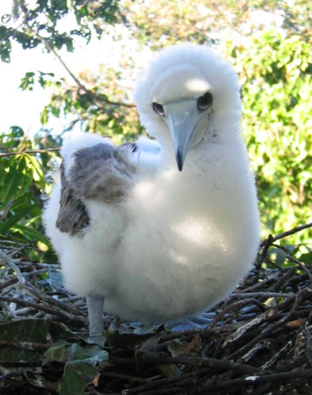 Abbot's Booby