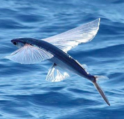Japanese Flying Fish