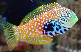 Leopard Wrasse