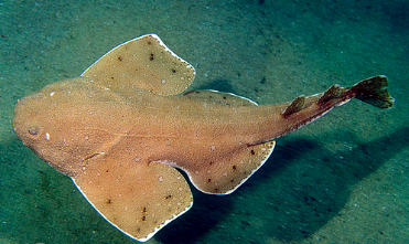 Australian Angelshark