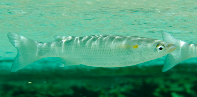 Acute-Jawed Mullet