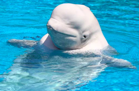 Beluga Whale